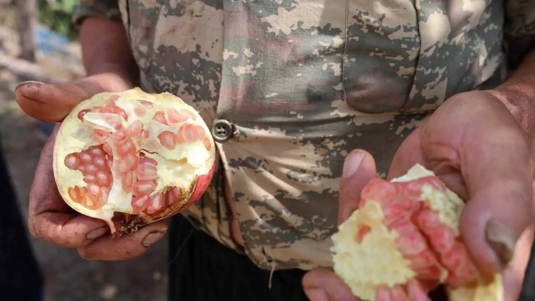 Adana'nın Tescilli Kuytucak Narında Rekolteyi Don Vurdu! Fiyatlar Uçtu 3